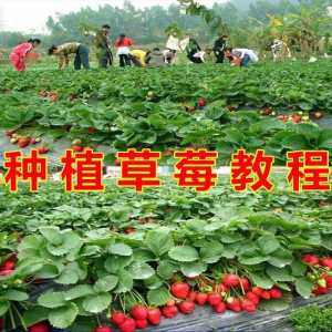 草莓种植技术全套视频教程大全科学培训方法经验大棚栽培教程资料