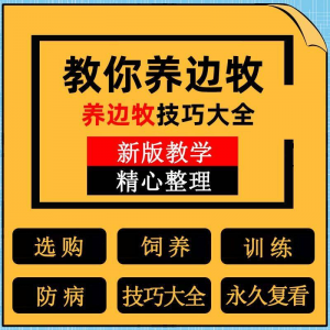边牧训练方法教程边境牧羊犬驯养技术饲养喂养选购训犬技巧大全套